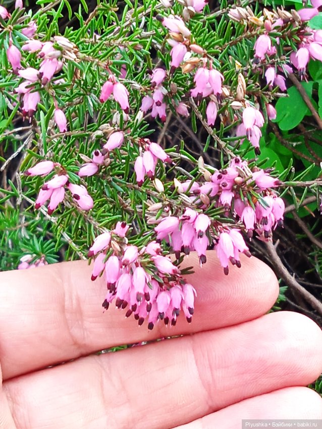 Касуми. Аптекарский огород. Цветочки-и-ии
