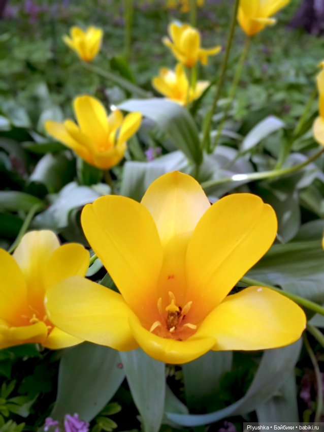 Касуми. Аптекарский огород. Цветочки-и-ии