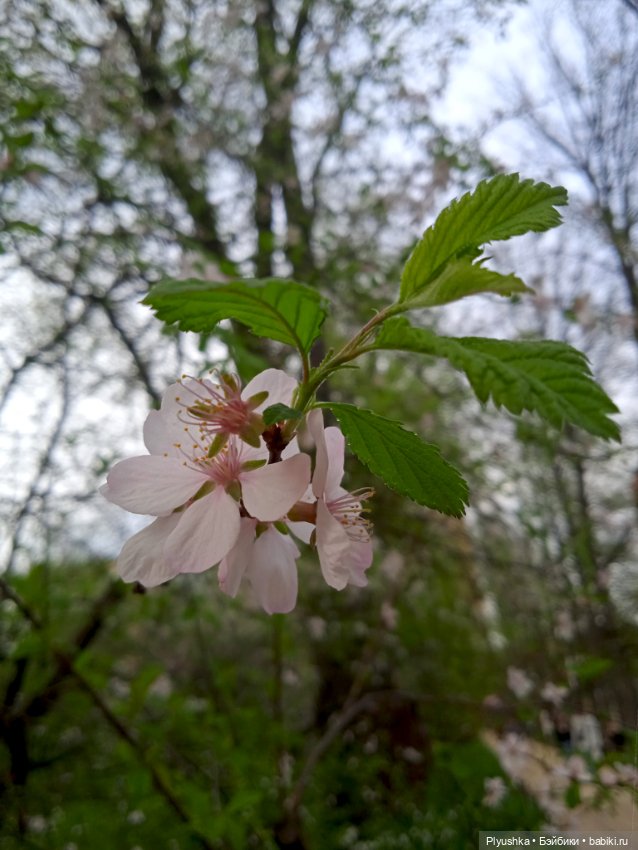 Касуми. Аптекарский огород. Цветочки-и-ии (фото 10)