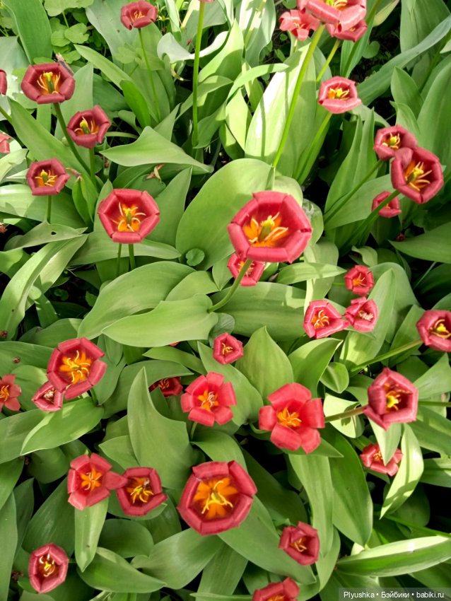 Касуми. Аптекарский огород. Цветочки-и-ии