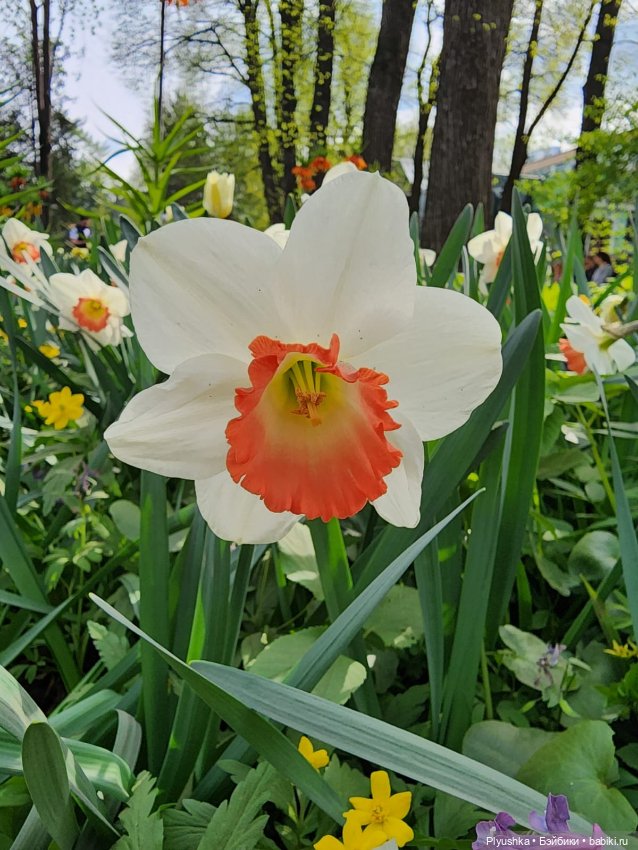 Касуми. Аптекарский огород. Цветочки-и-ии