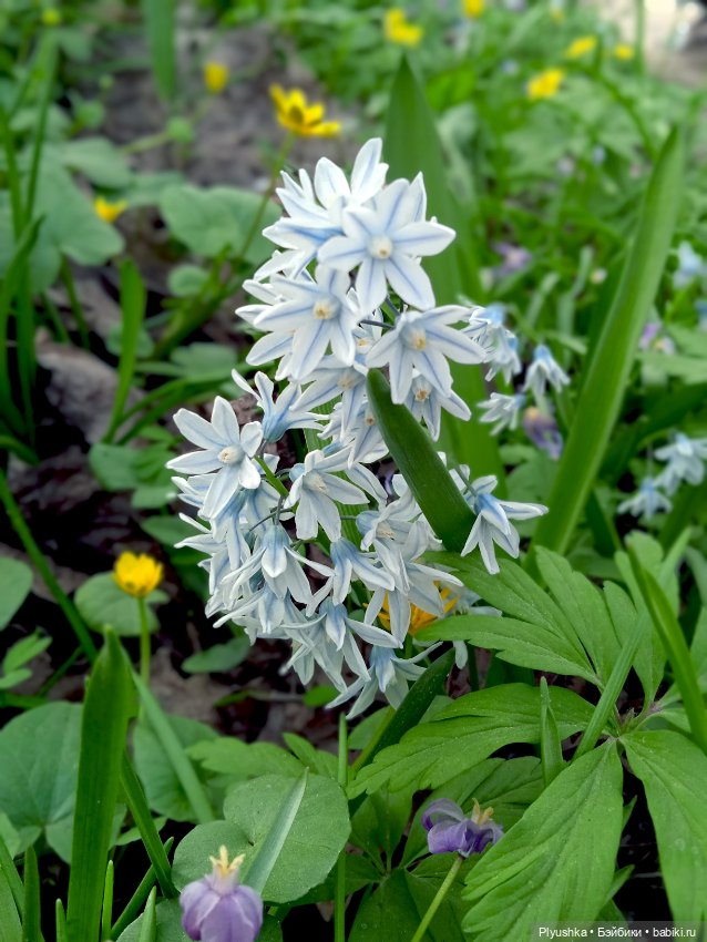 Касуми. Аптекарский огород. Цветочки-и-ии