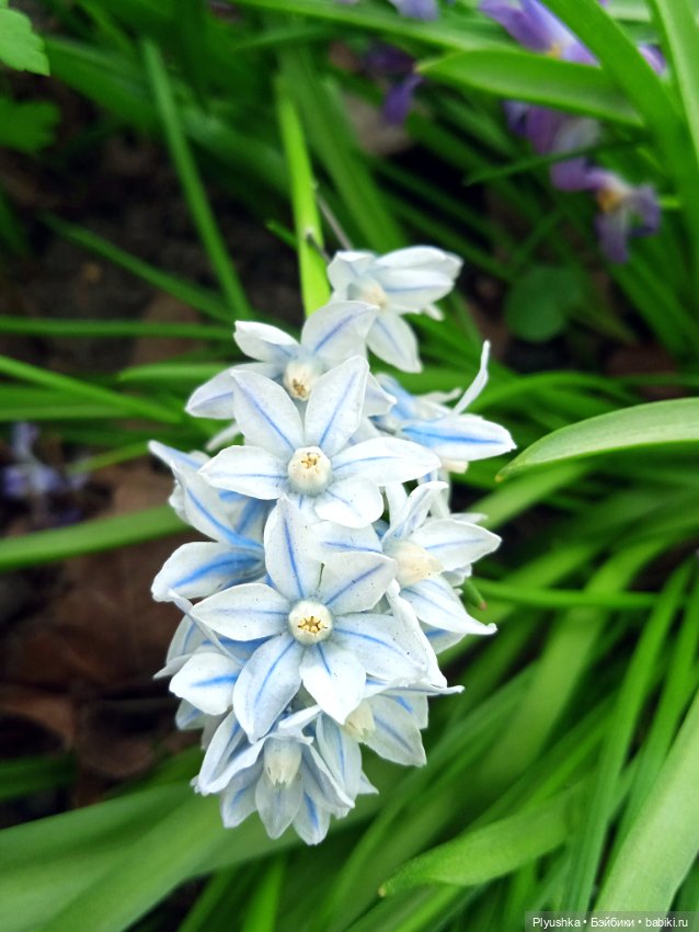 Касуми. Аптекарский огород. Цветочки-и-ии