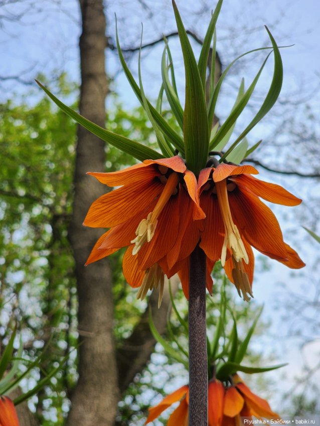 Касуми. Аптекарский огород. Цветочки-и-ии