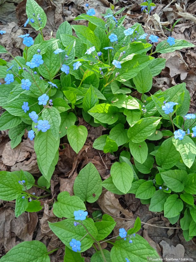 Касуми. Аптекарский огород. Цветочки-и-ии