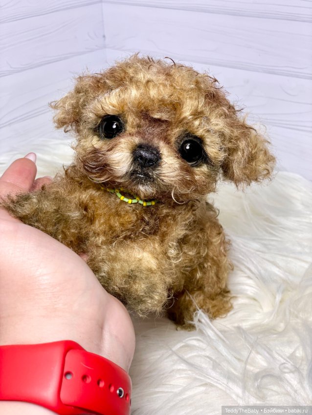 Мальтипу🐶 — Реалистичные игрушки и звери (Натюр): собаки (фото 7)