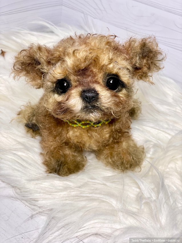 Мальтипу🐶 — Реалистичные игрушки и звери (Натюр): собаки