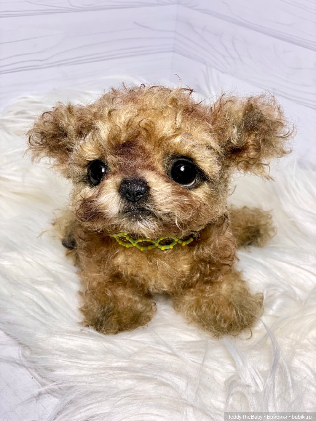 Мальтипу🐶 — Реалистичные игрушки и звери (Натюр): собаки