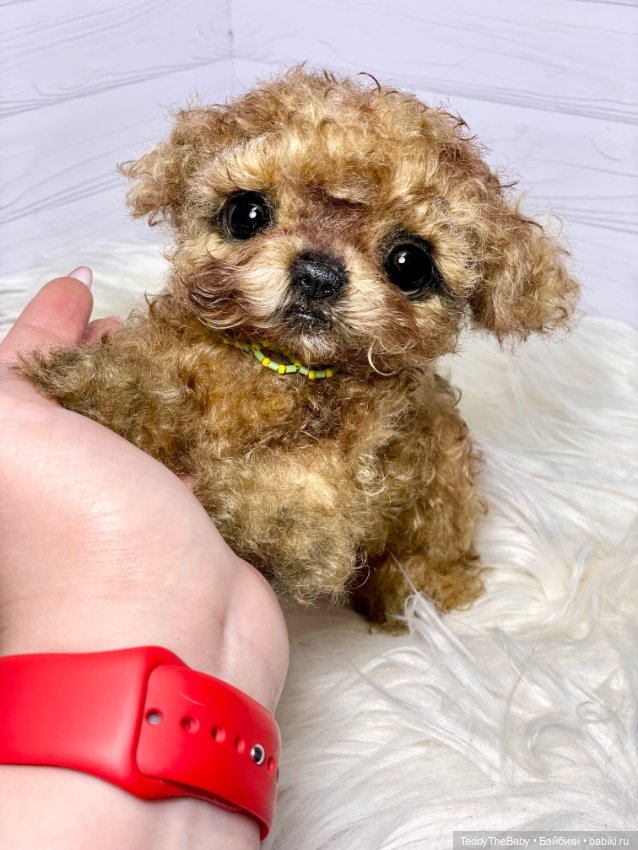 Мальтипу🐶 — Реалистичные игрушки и звери (Натюр): собаки (фото 6)