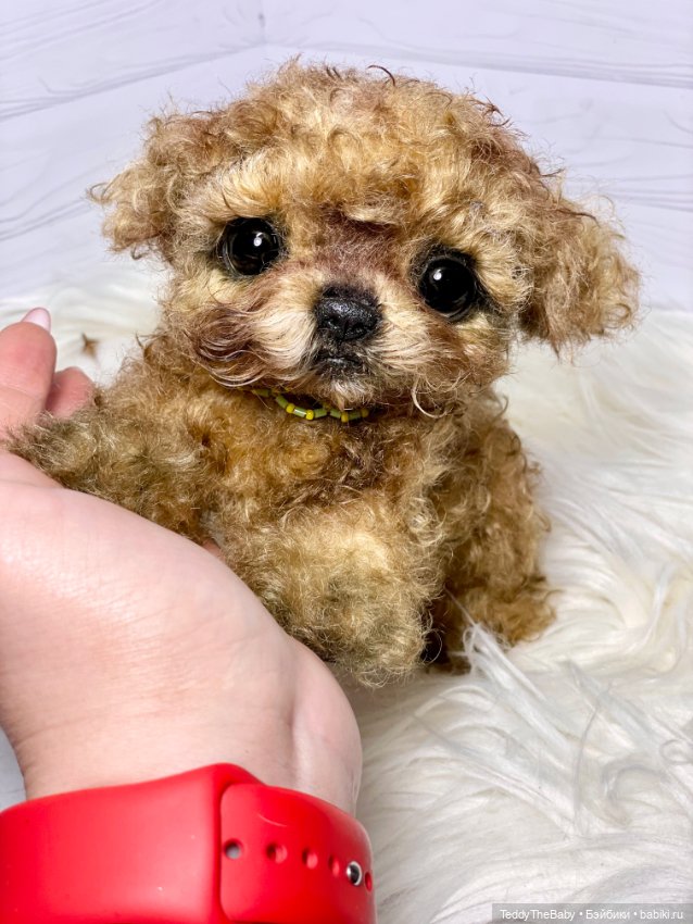 Мальтипу🐶 — Реалистичные игрушки и звери (Натюр): собаки (фото 8)