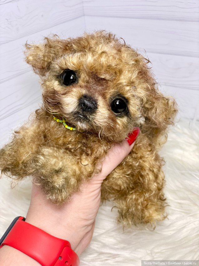 Мальтипу🐶 — Реалистичные игрушки и звери (Натюр): собаки