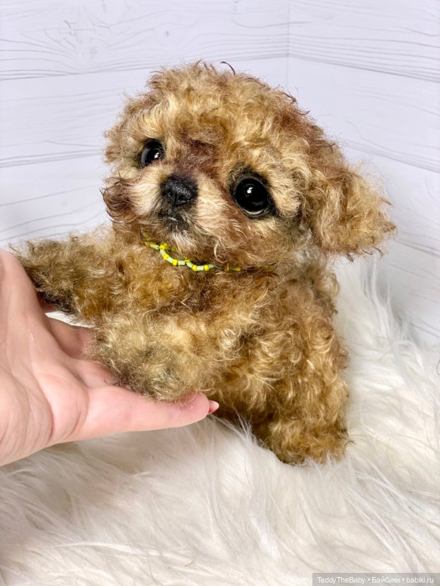 Мальтипу🐶 — Реалистичные игрушки и звери (Натюр): собаки (фото 4)