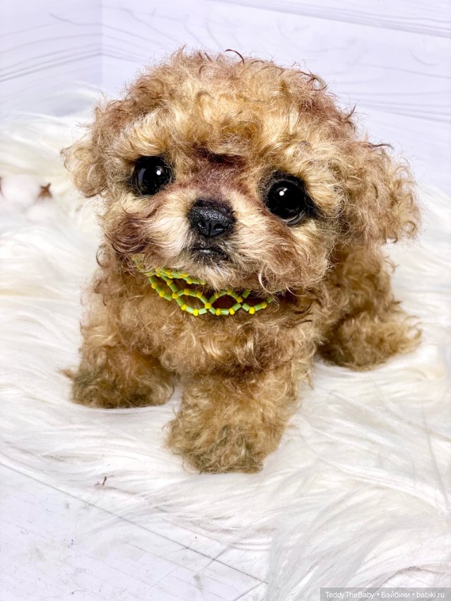 Мальтипу🐶 — Реалистичные игрушки и звери (Натюр): собаки (фото 2)