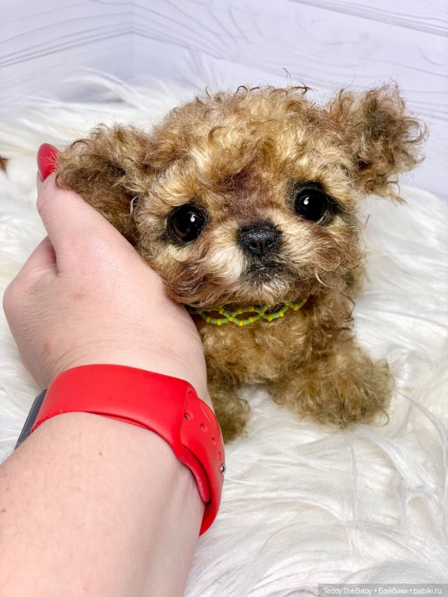 Мальтипу🐶 — Реалистичные игрушки и звери (Натюр): собаки