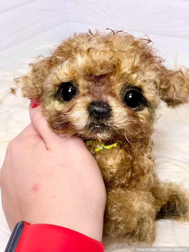 Мальтипу🐶 — Реалистичные игрушки и звери (Натюр): собаки