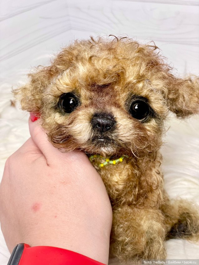 Мальтипу🐶 — Реалистичные игрушки и звери (Натюр): собаки