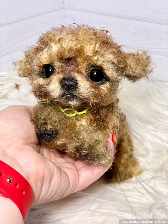 Мальтипу🐶 — Реалистичные игрушки и звери (Натюр): собаки