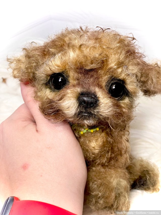 Мальтипу🐶 — Реалистичные игрушки и звери (Натюр): собаки