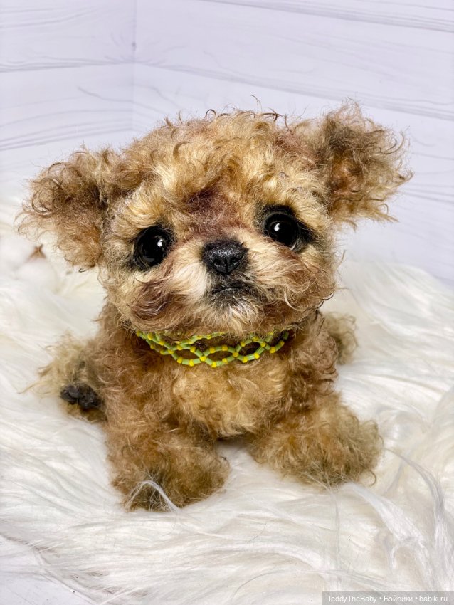 Мальтипу🐶 — Реалистичные игрушки и звери (Натюр): собаки