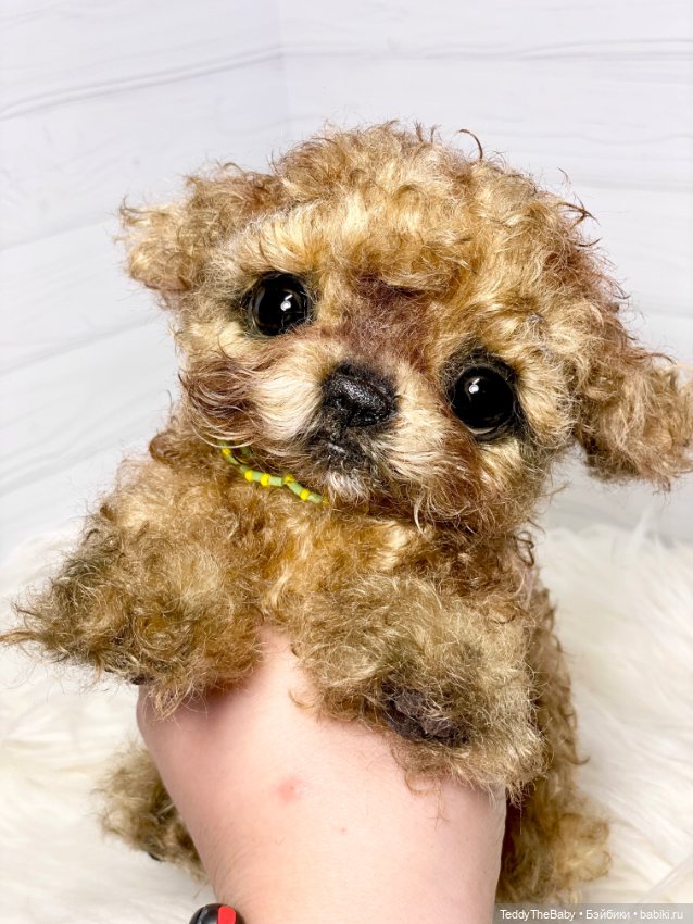 Мальтипу🐶 — Реалистичные игрушки и звери (Натюр): собаки