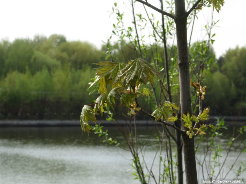 Cappuccino Corolle на теле Paola Reina