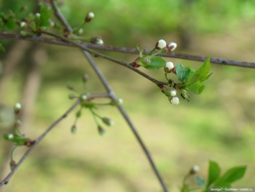 Cappuccino Corolle на теле Paola Reina