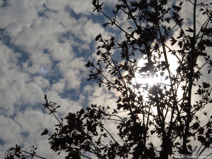 Cappuccino Corolle на теле Paola Reina (фото 5)