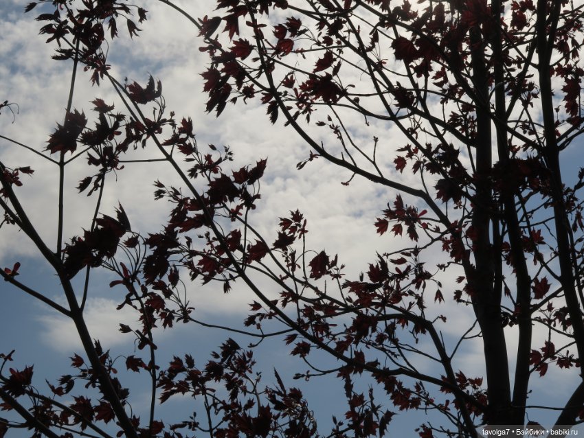Cappuccino Corolle на теле Paola Reina (фото 4)