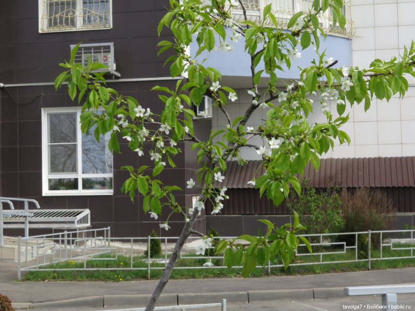 Cappuccino Corolle на теле Paola Reina