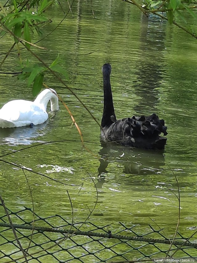 Амели в Парке Культуры и Отдыха , готц gotz little kids 36