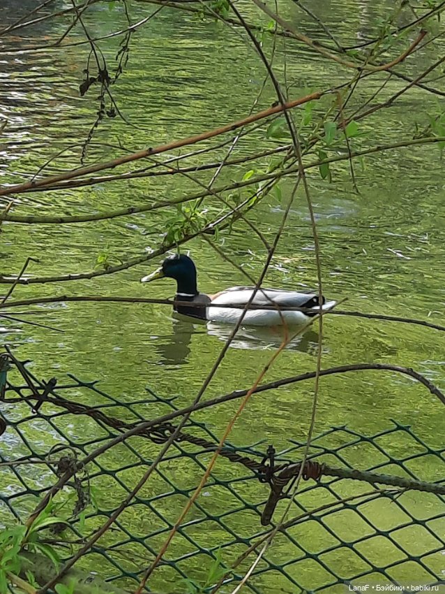 Амели в Парке Культуры и Отдыха , готц gotz little kids 36