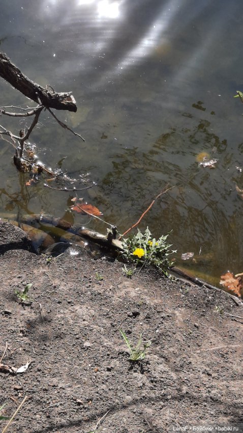 Амели в Парке Культуры и Отдыха , готц gotz little kids 36 (фото 2)