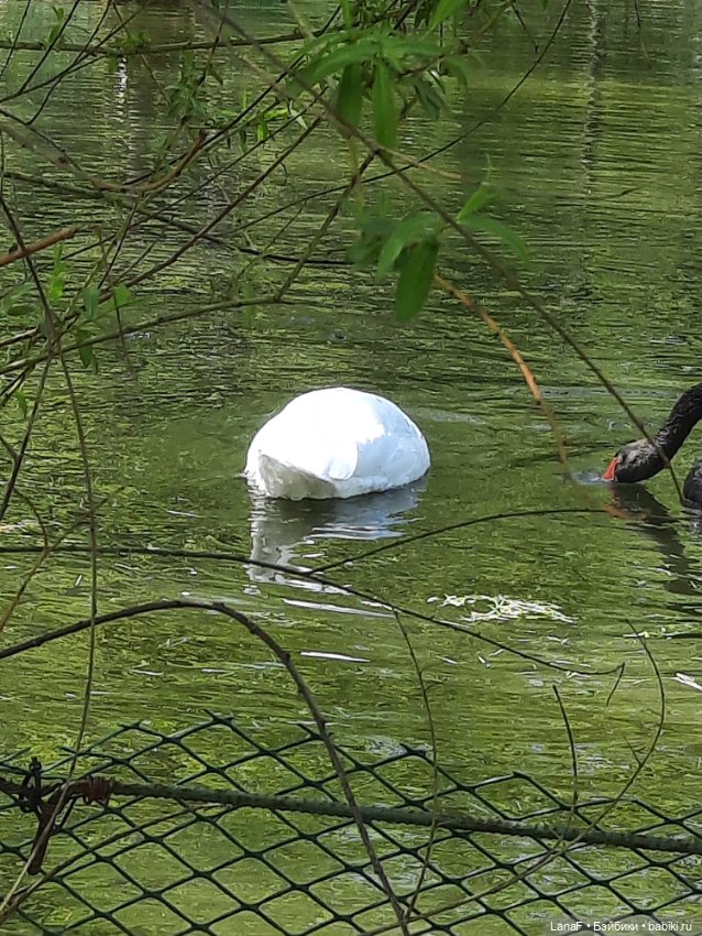 Амели в Парке Культуры и Отдыха , готц gotz little kids 36