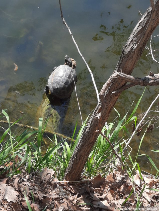 Амели в Парке Культуры и Отдыха , готц gotz little kids 36 (фото 10)