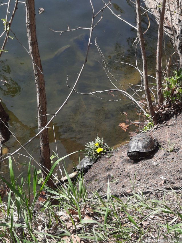 Амели в Парке Культуры и Отдыха , готц gotz little kids 36 (фото 9)