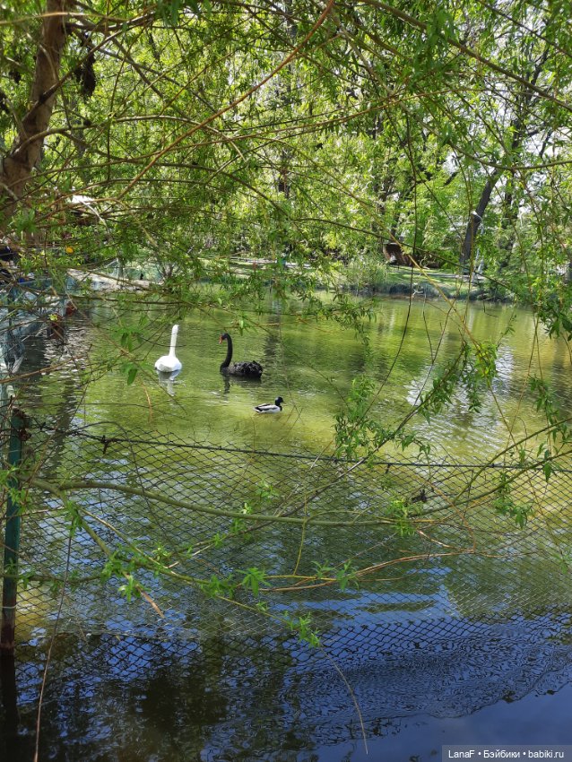 Амели в Парке Культуры и Отдыха , готц gotz little kids 36