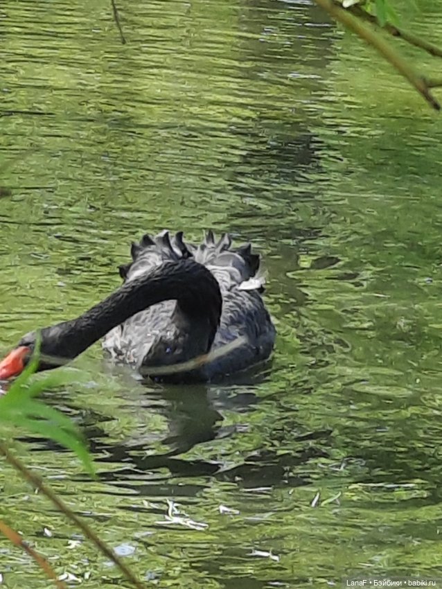 Амели в Парке Культуры и Отдыха , готц gotz little kids 36