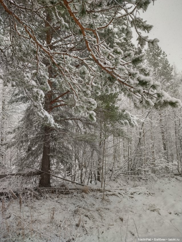 А у нас сегодня вот...❄️❄️❄️ (фото 10)