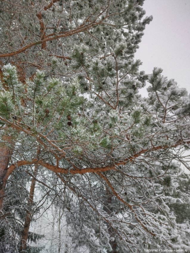 А у нас сегодня вот...❄️❄️❄️ (фото 8)