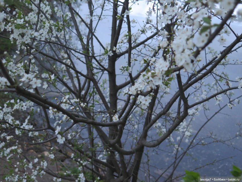 Ханами со льдом — Куклы Corolle (Королле): французские (фото 9)