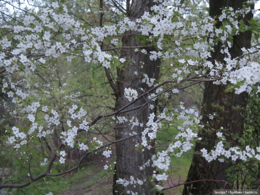 Ханами со льдом — Куклы Corolle (Королле): французские (фото 10)