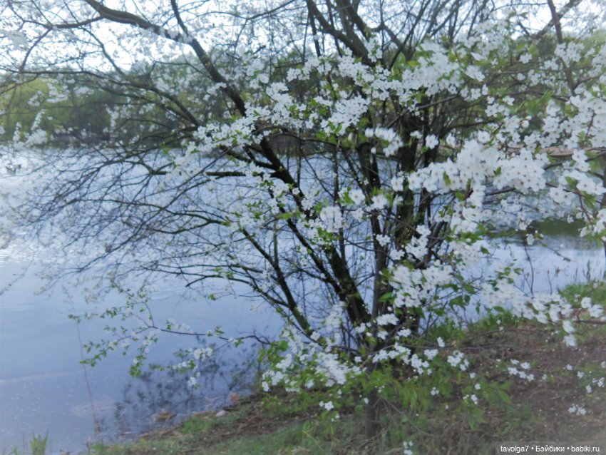 Ханами со льдом — Куклы Corolle (Королле): французские