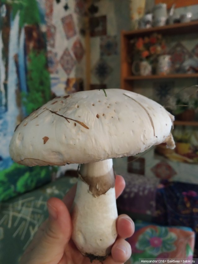 По дороге с облаками⛅ — Туризм и путешествия: фотоотчеты из поездок