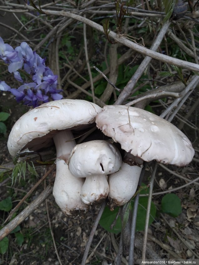 По дороге с облаками⛅ — Туризм и путешествия: фотоотчеты из поездок