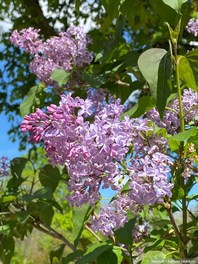 Весеннее настроение 🌸🌸🌸 — Куклы Latidoll (Лати): BJD (БЖД) (фото 4)