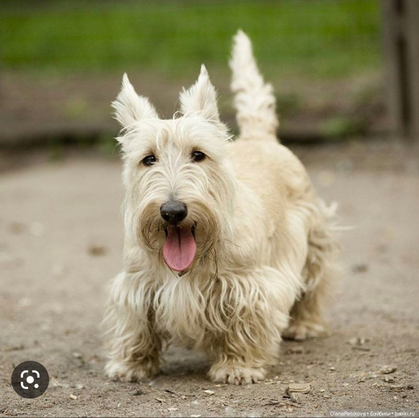 Шотландский пшеничный односолодовый... терьер (фото 8)