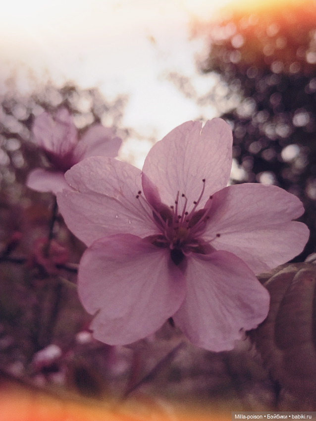 Кэтрин ДеМяу сакура Бирюлёвский дендропарк