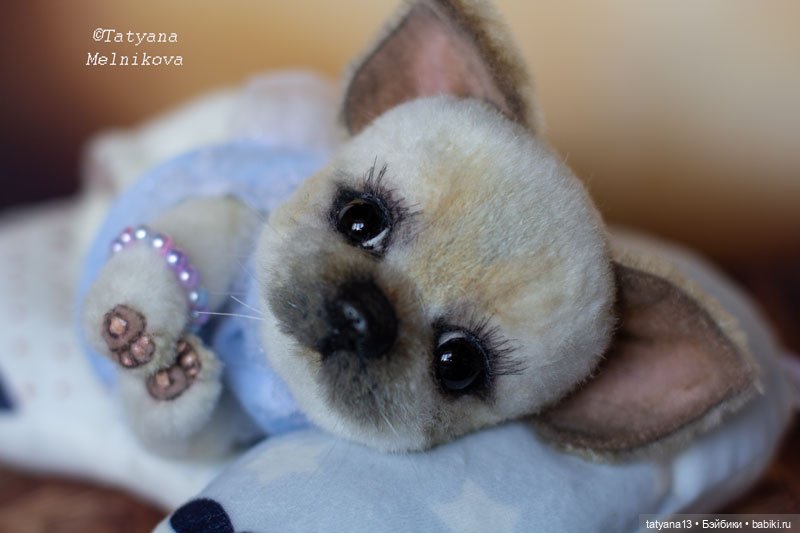 Тедди щенок чихуахуа Маргошечка (фото 2)