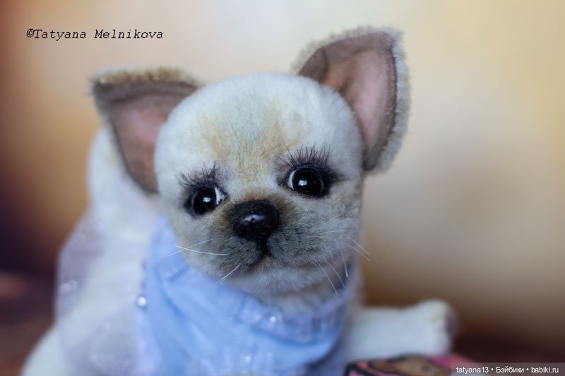 Тедди щенок чихуахуа Маргошечка (фото 5)