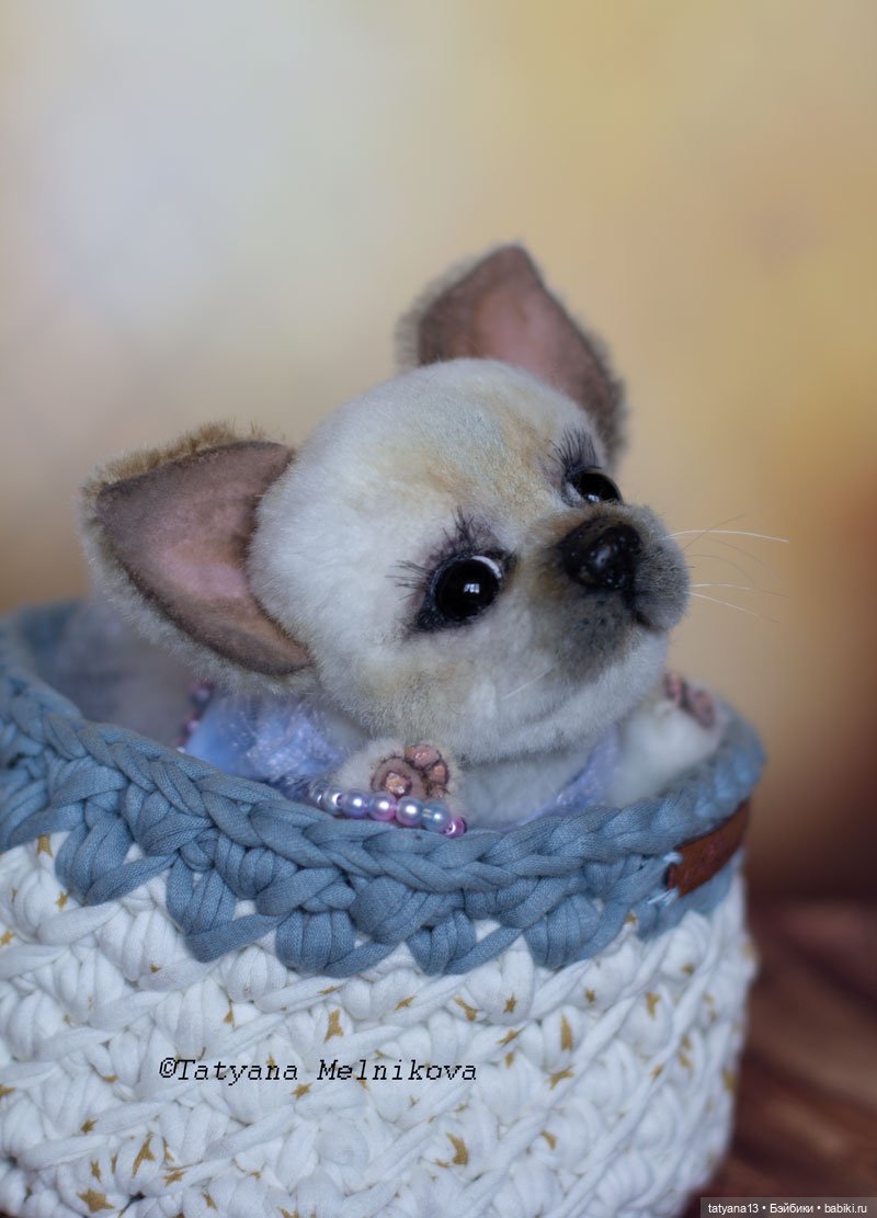 Тедди щенок чихуахуа Маргошечка (фото 3)